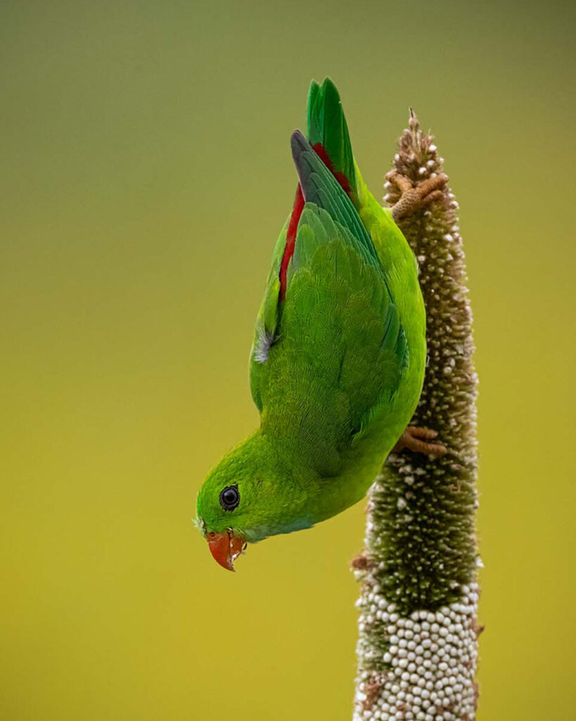 Parakeet