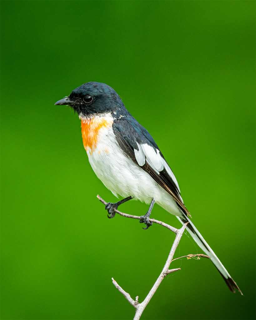 Minivet, Bird
