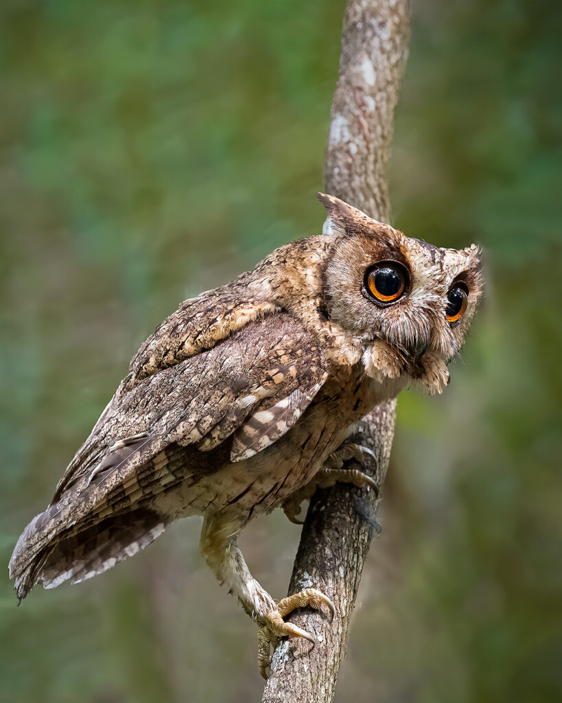Owl